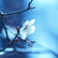 Photos: 立春の白梅