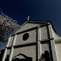 Photos: 教会桜