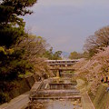 桜〜夙川