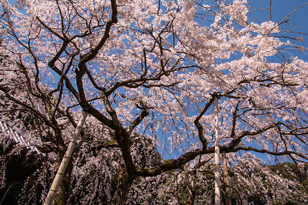 写真: 満開の桜IMG_8819-Ed