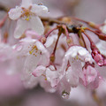 雨に打たれる桜