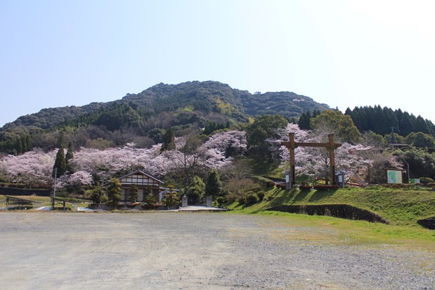 Photos: 大津山の桜