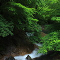 写真: 緑冴える横行渓谷（兵庫県養父市　横行渓谷）