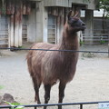 上野動物園60