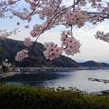 桜咲く伊根浦（５）