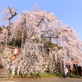 写真: 舞鶴・瑠璃寺の枝垂れ桜