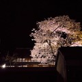 夜桜ライトアップ（満開）1