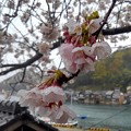 舟屋の里・伊根の桜（２）