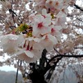 舟屋の里・伊根の桜（３）