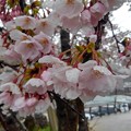 舟屋の里・伊根の桜（６）