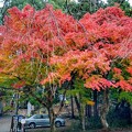 真名井神社前の紅葉