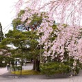 枝垂れ桜と松