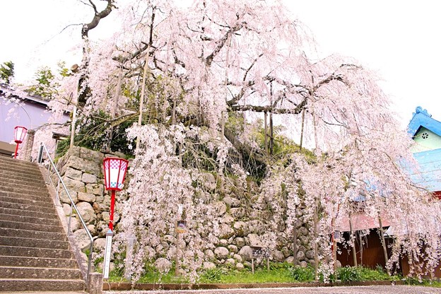 写真: 舞鶴市瑠璃寺の枝垂れ桜（２）
