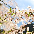 舞鶴市瑠璃寺の枝垂れ桜（６）