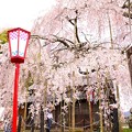 舞鶴市瑠璃寺の枝垂れ桜（７）