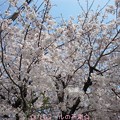 写真: ばば様の桜