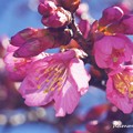 写真: 早春桜（マメザクラ）