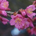 写真: 早春桜