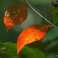 写真: ヌマミズキの紅葉