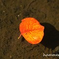写真: 浮かぶ紅葉