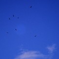 写真: トビ柱とクジラ雲