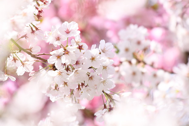 写真: 名残りの桜