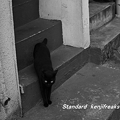 写真: 黒猫