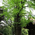 写真: 玉敷神社 190501 03