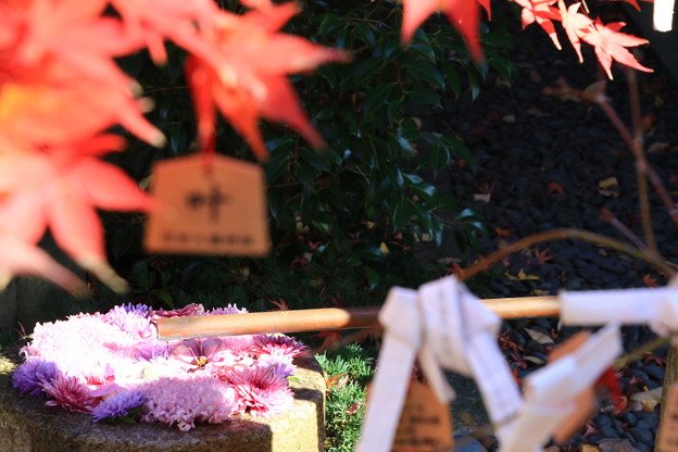 写真: 行田八幡神社 201207 03