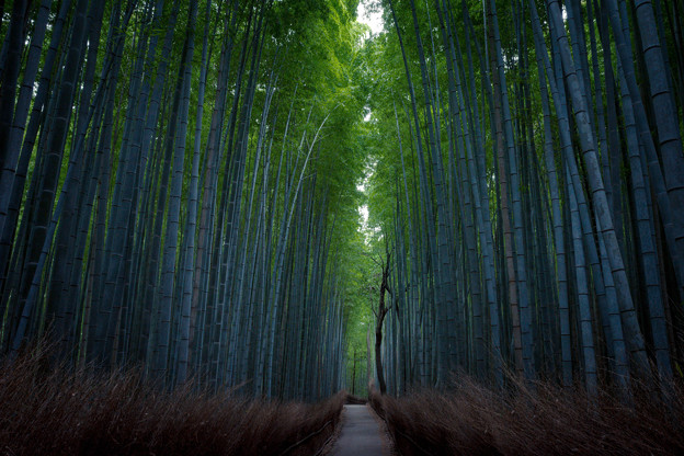 Photos: 竹林の小径