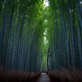 写真: 竹林の小径