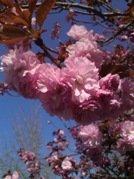 「携帯で撮影の・・八重桜・・」 ・・・・