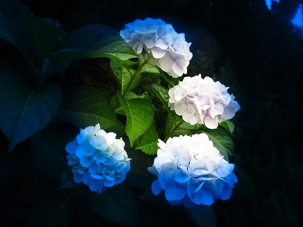 写真: 「夢の中の・・紫陽花・・」 ・・・・