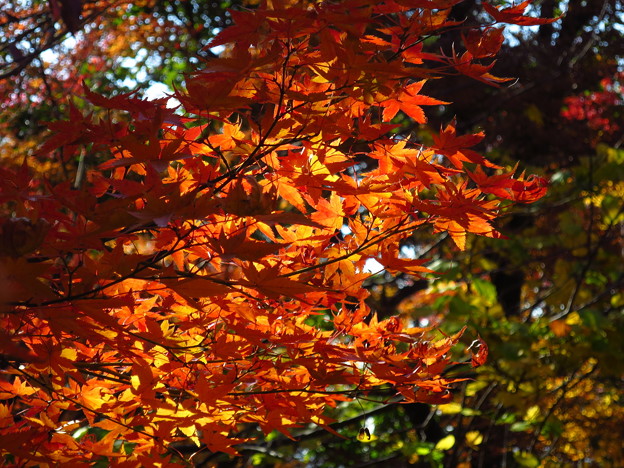 写真: 裏山の・・「紅葉」です・・