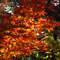写真: 裏山の・・「紅葉」です・・