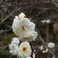 写真: 「梅」の花です・・・・