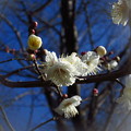 写真: 「梅」の花・・・・