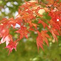 写真: 七ツ森の紅葉