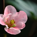 写真: 木瓜（ぼけ）の花