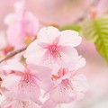 写真: 近所の河津桜