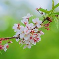 Photos: 名残の桜