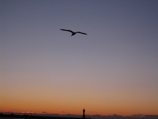 写真: 夕日とカモメ