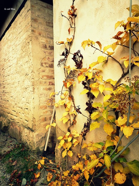 写真: 壁際の秋