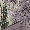 写真: 春、東京、新名所