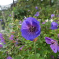 写真: 青い花は〜
