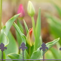 Photos: tulip♪