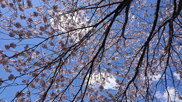 Photos: 桜模様