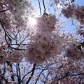 Photos: 光芒と桜
