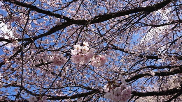 Photos: 桜日和