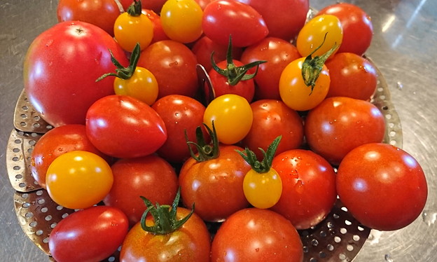 写真: 菜園トマト